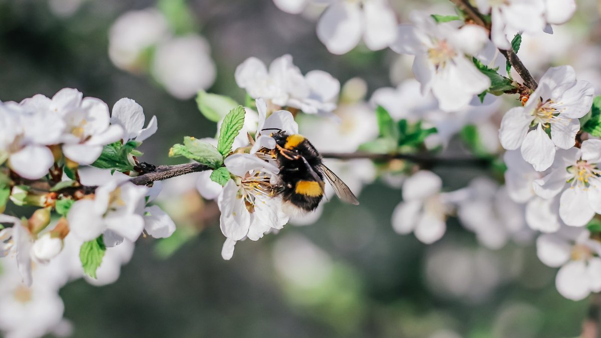 Despite pollinator-friendly planting initiatives, bee populations are still declining 📉 New research with @UniofExeter reveals plants aren't blooming early enough for bees, leaving them a 'hungry gap' - but planting early-flowering species can help 🌸👇 bit.ly/4a3MEuu