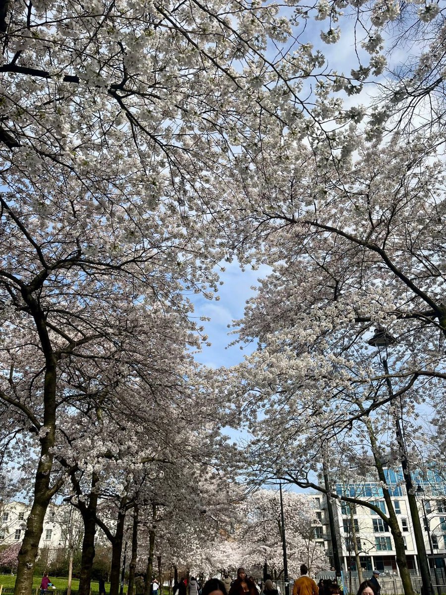 deliashot's tweet photo. The right time to enjoy the flowers https://t.co/JmU6oZhHSU