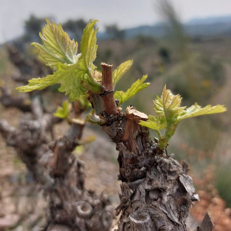 🍇🌿 With the arrival of #spring, the #budding begins. Despite the #drought, especially critical in the Penedès @dopenedes, the #buds of the #vines have begun to open, showing their great resilience against extreme weather conditions.