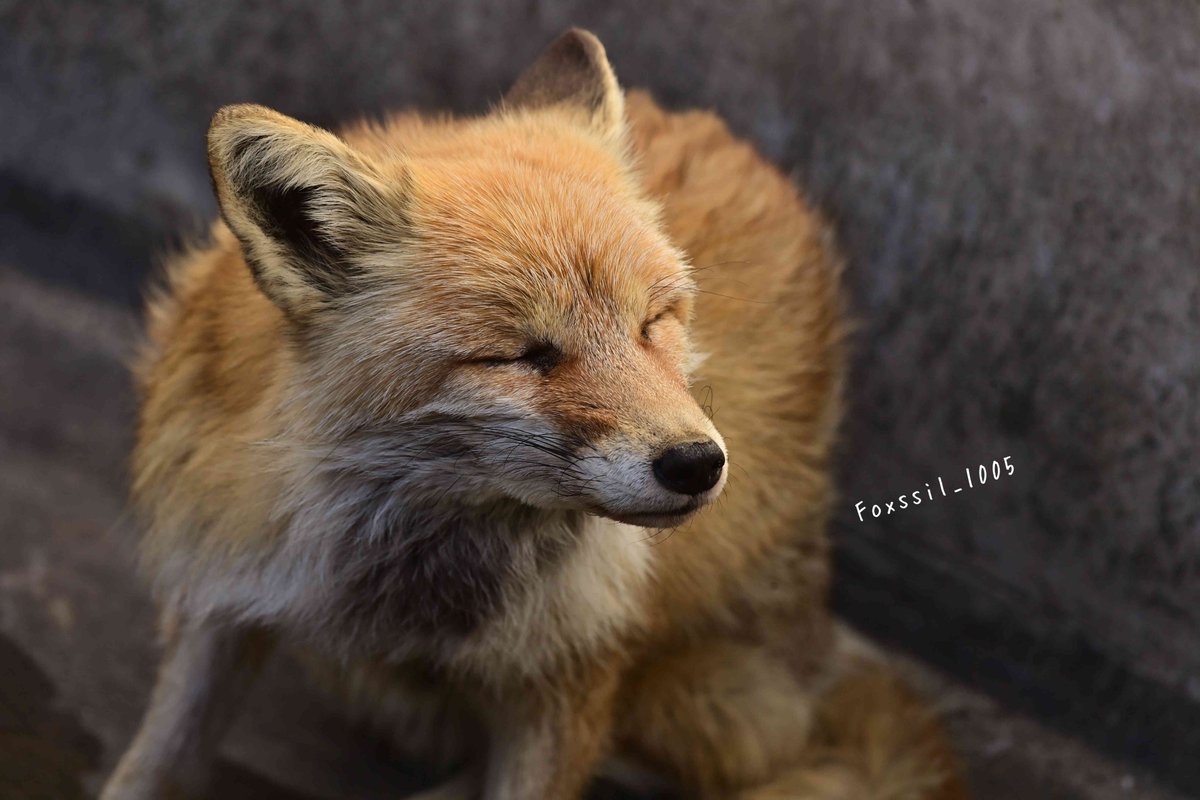 Foxssil(フォクシル) tweet media