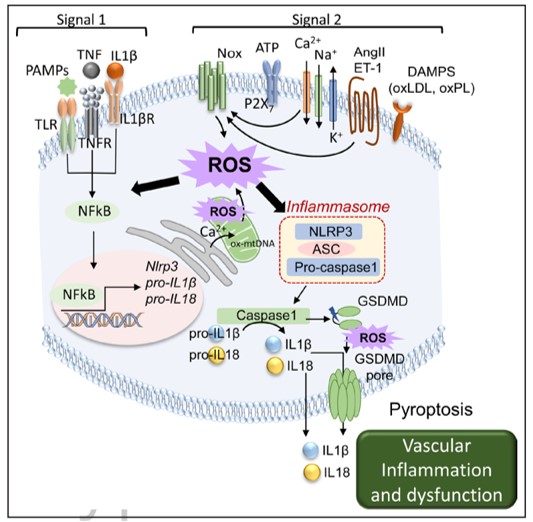 Happy to share our position paper from the ESH WG on Small Arteries. If you want to learn more about vascular inflammation, this is the right paper for you🔥❤️👇ahajournals.org/doi/10.1161/HY… A special thank to F. Rios and A. Virdis! @HyperAHA @CTECresearch @Unipisa