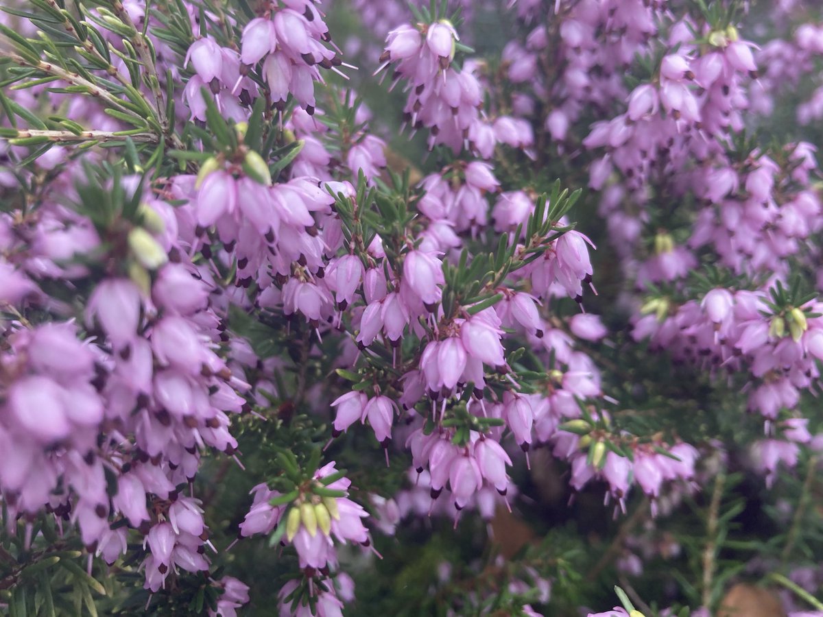 When one flower blooms, spring awakens everywhere #FlowersOnFriday #GardeningTwitter