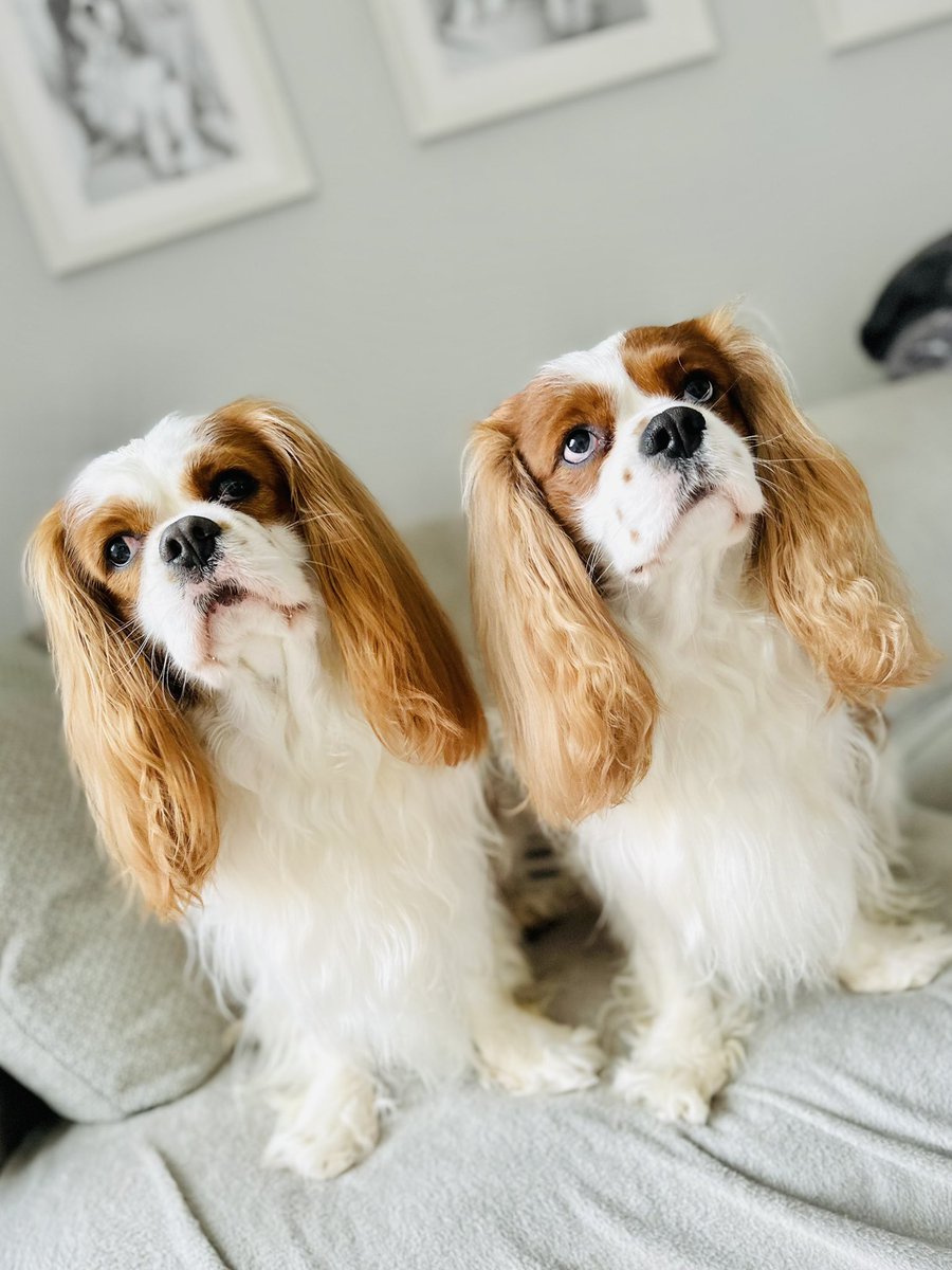 Happy Friday friends ❤️ Mum has given us a little Spa day and now we are so floofy! 🛁 We hope you are all well. Sending love and boops 🐶🐶 #DogsofX #cavpack