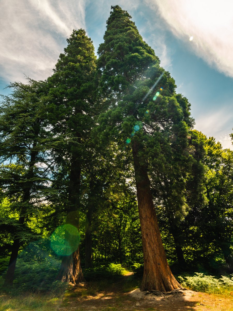 Giant sequoias are a rapidly growing feature of the UK landscape phys.org/news/2024-03-g… via <a href="/physorg_com/">Phys.org</a>  #trees #environment