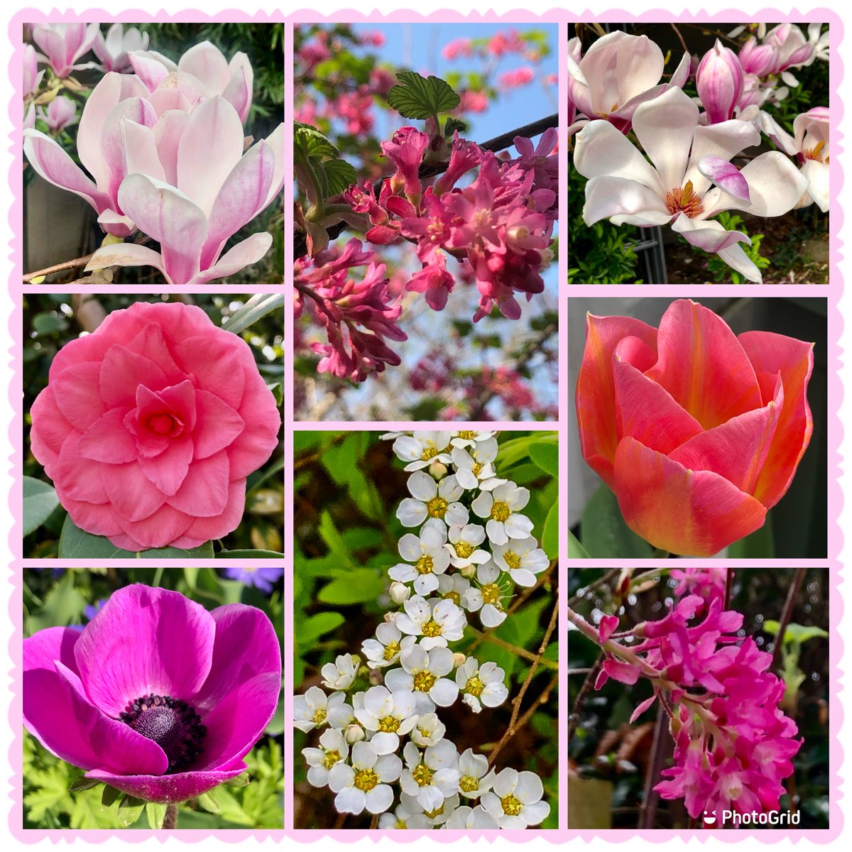 The garden is springing into life 💗💗#FlowersOnFriday #Spring2024 #Magnolia #Tulips #Camelia #Spirea #Anemone #Gardening #Flowers