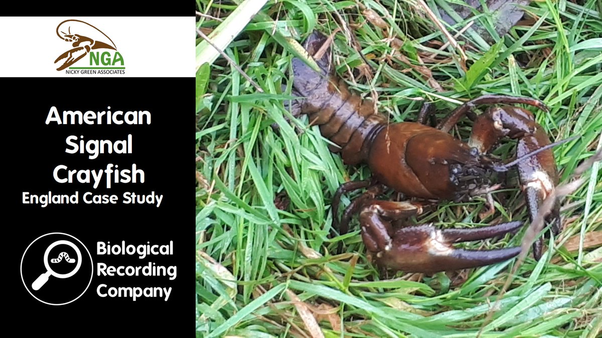 Join @Eleri_Pritchard from the @EnvAgency at the Signal Crayfish Virtual Symposium to hear about the status of the #invasive signal crayfish in England. Tickets just £25, spaces are limited and bookings open. eventbrite.co.uk/e/773638793457