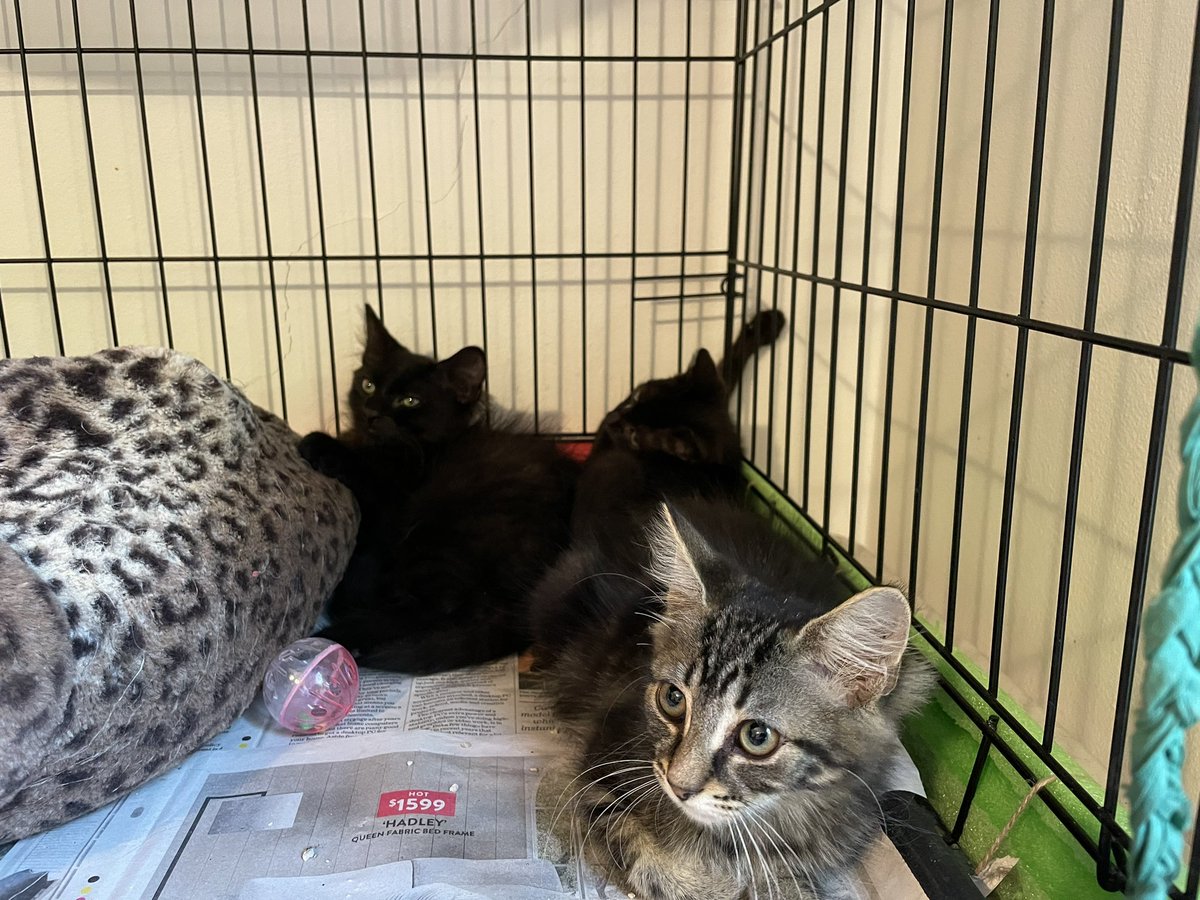 Ten weeks ago, my friend texted that there was a sick cat in his garden, which is how we met Shadow the single mum! Now she is healthy, friendly (after an introduction) and two of her kittens are still available for adoption in Sydney (little black girl and tabby boy). Success!
