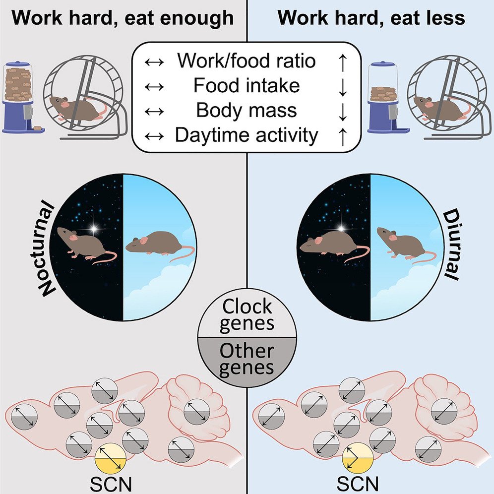 heniek_htw's tweet image. #Energy balance drives diurnal &amp;amp; nocturnal #brain transcriptome #rhythms

Adaptive flexibility in daily timing of behavior is supported by gene expression in many tissues &amp;amp; brain regions, especially in habenula, which suggests crucial role for observed nocturnal-diurnal switch.