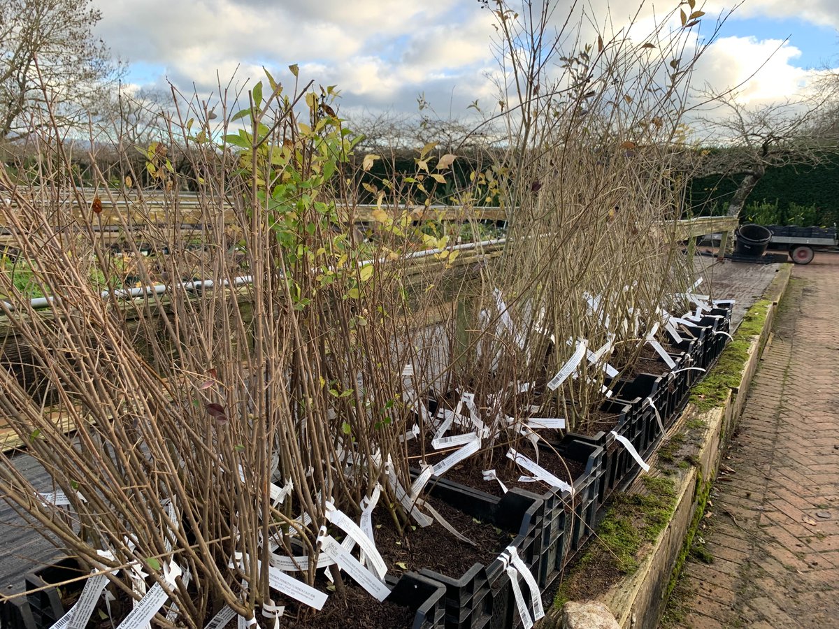 We still have some of bare root hedging available, but don't delay as this is the last week when it is ideal to plant them.
#bareroot #bareroothedging #winterplants #winterplanting #winterplantcare #gardening #gardening #gardendesign #gardendesign