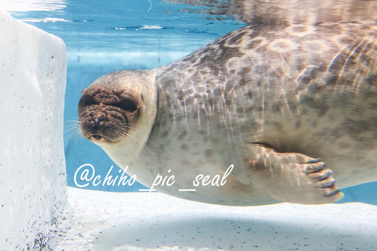 ワモンアザラシのアラレちゃんとユキちゃんとミゾレくんとモヤくん♡
#国際アザラシの日 
#InternationalDayoftheSeal 
#海遊館 
#ワモンアザラシ 
#アザラシ