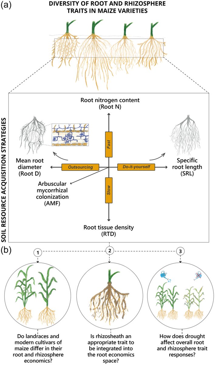 👏Big congratulations to the PhD candidate Andreas Wild @rhizotraits for leading this great work on #root and #rhizosphere traits -Implications for #soil resource acquisition and #drought adaptation🌽@PlantCellEnvir. Happy to be part of this adventure 😆!➡️doi.org/10.1111/pce.14…