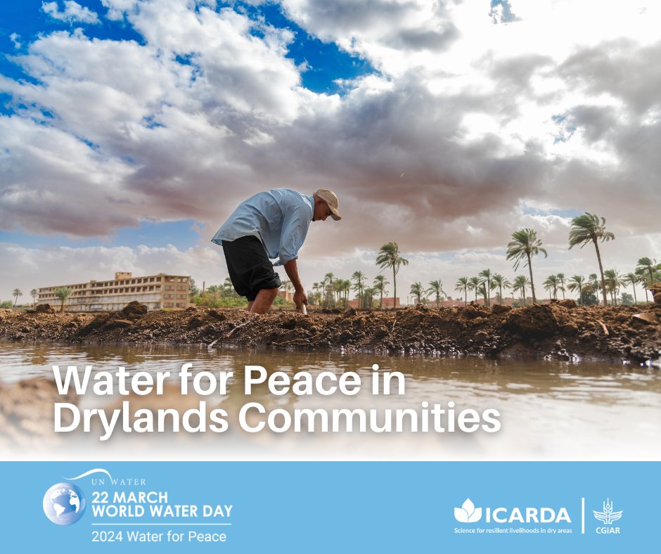 🌍💦 Celebrating #WorldWaterDay Since 1977, @CGIAR through ICARDA’s water-related training programs and knowledge-sharing activities has helped conflict affected communities across 🇦🇫 , 🇮🇶 , 🇵🇸, 🇸🇾 , & 🇾🇪 create foundations for peace & food security. 👉 icarda.org/media/blog/wor…