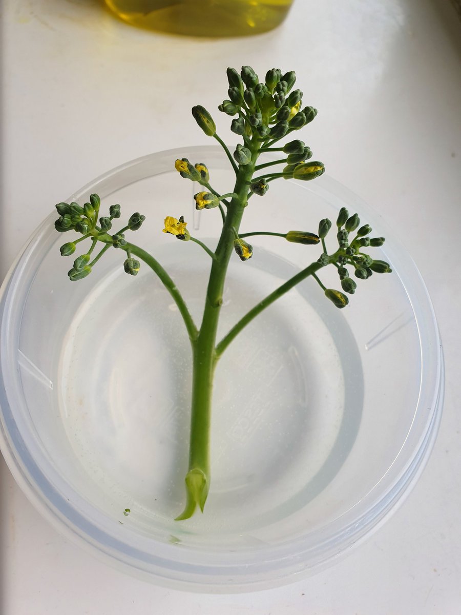 FukurouSan__'s tweet image. Have you ever seen flowering broccoli?

I found this one last night while making dinner, it had one little flower. Being the curious creature that I am I placed it in water.
This morning more flowers are opening! 

Is being excited over broccoli flowers a sign of aging? 😅