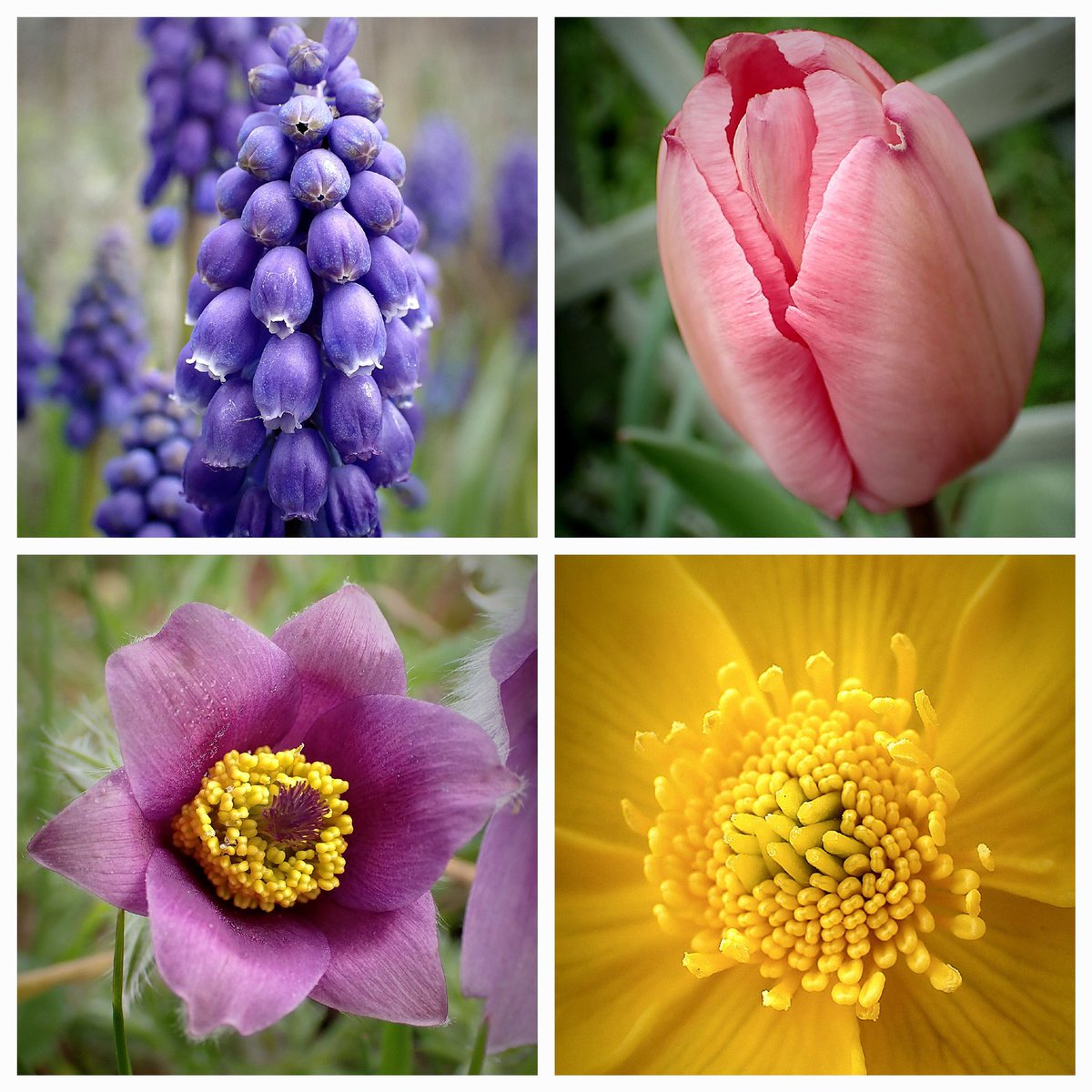 Wishing everyone a lovely Friday and start of spring! 😍 Sharing a few colourful organic flowers currently growing at the allotment 🌸💐🌼🌷 #FlowersonFriday #flowers #NatureBeauty #gardening #allotment #colours #Spring #flowerphotography #nature #FlowersOfTwitter #FridayVibes