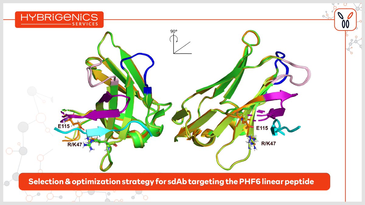 🔬[ NEW PUBLICATION ] Dig into the world of intracellular Hybrigenics VHH optimization with structural and functional information ! Some surprises along the way with the affinity levels achieved. Congratulations to @LucBuee, I. Landrieu & @JChristopheRain for their work ! 👏…