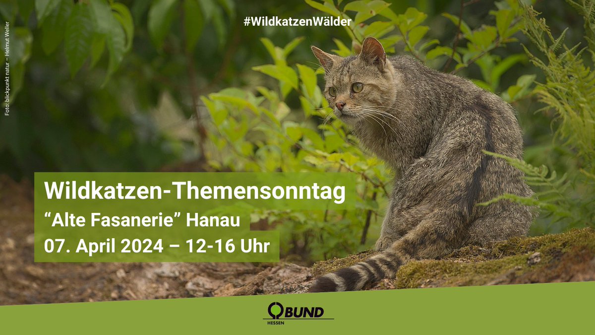 Spiel & Spaß rund um die #Wildkatze! Der Förderverein Wildpark, HessenForst & wir laden zum Themensonntag in die „Alte Fasanerie“ in Hanau ein. Familien erwartet ein buntes Programm mit Wildkatzen-Glücksrad, Wildkatzen-Quiz, Bastelecke & vielem mehr. 🌳bund-hessen.de/termine/termin…