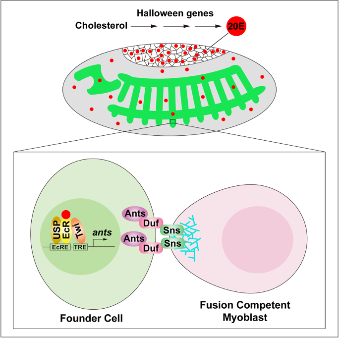 Excited to share our paper 'Inter-organ steroid hormone signaling promotes myoblast fusion via direct transcriptional regulation of a single key effector gene'. Congratulations to Zhi-Rong Ruan and all co-authors for a beautiful and comprehensive study! authors.elsevier.com/a/1insd3QW8S6D…