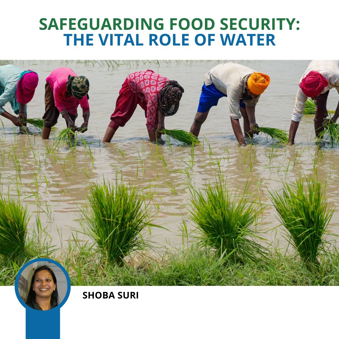 #Water plays a crucial role in both the stability and prosperity of the world, especially when it comes to #foodsecurity. It serves as a fundamental resource for ensuring #agricultural production, supporting crop growth, and sustaining livestock: @shoba_suri