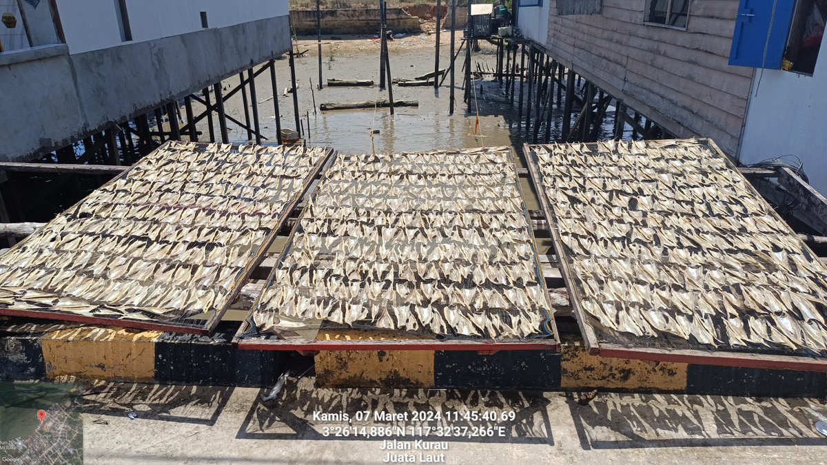 arioam17's tweet photo. Kamis (07/03), Ario Anggara M, Luhkan Tarakan, di POKLAHSAR Sinar Cahaya, Kel. Juata Laut, melaporkan hasil produksi olahan Ikan Kering Tipis sebanyak +/- 50Kg dengan harga juga Rp110.000/Kg, dipasarkan lokal
#GiatLuhkanSatminkalBPPPBitung #PusLuh #BPPPBitung #Tarakan #Pengolahan https://t.co/WvMWxVDuNm