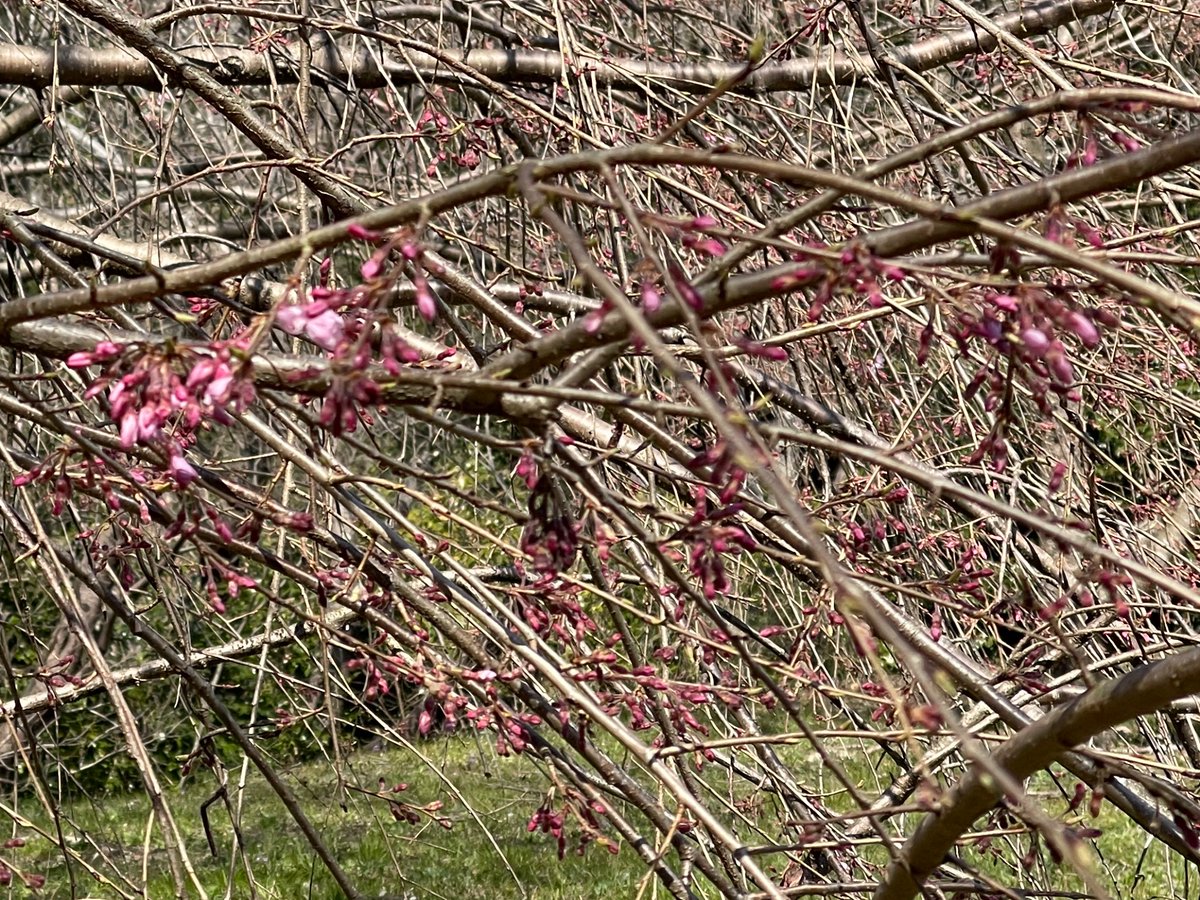 久しぶりの感謝の山散歩
今も仕事続いてるのはここで根性と足腰鍛えられたからというのもあると思います
ありがとう〜感謝‼️
早く桜が見たいです🌸 