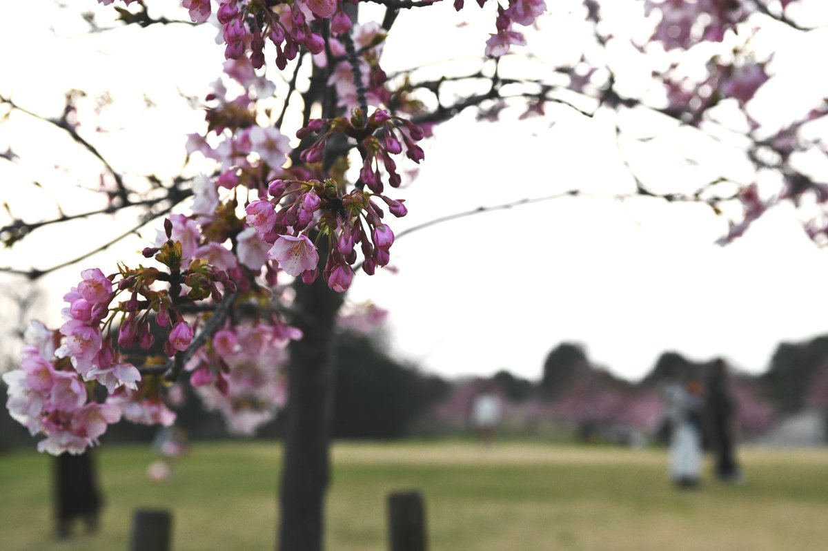 #写真好きな人と繋がりたい #写真撮ってる人と繋がりたい #写真で伝える私の世界 #花が好きな人と繋がりたい #TLを花で一杯にしよう #キリトリノセカイ #写真 #photography #photo #河津桜