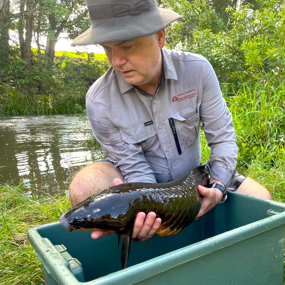 NESP Resilient Landscapes Hub tweet media