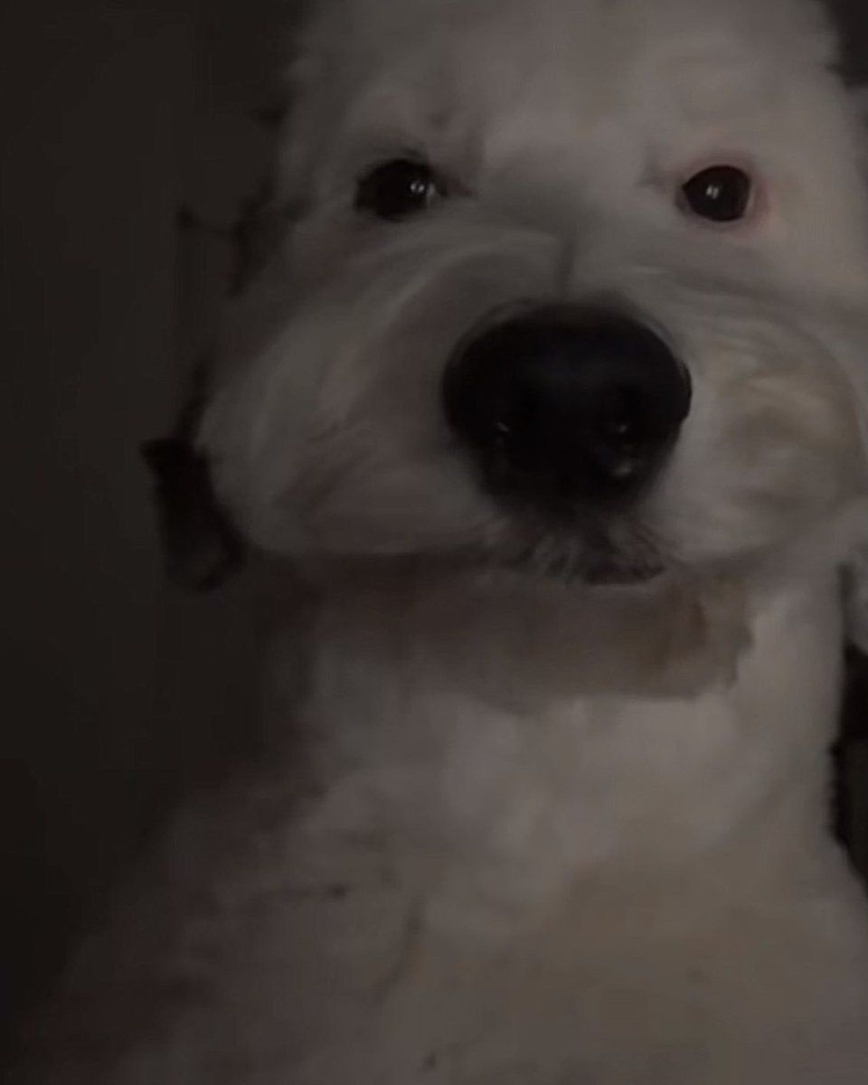 leaf__tea's tweet image. ayudame