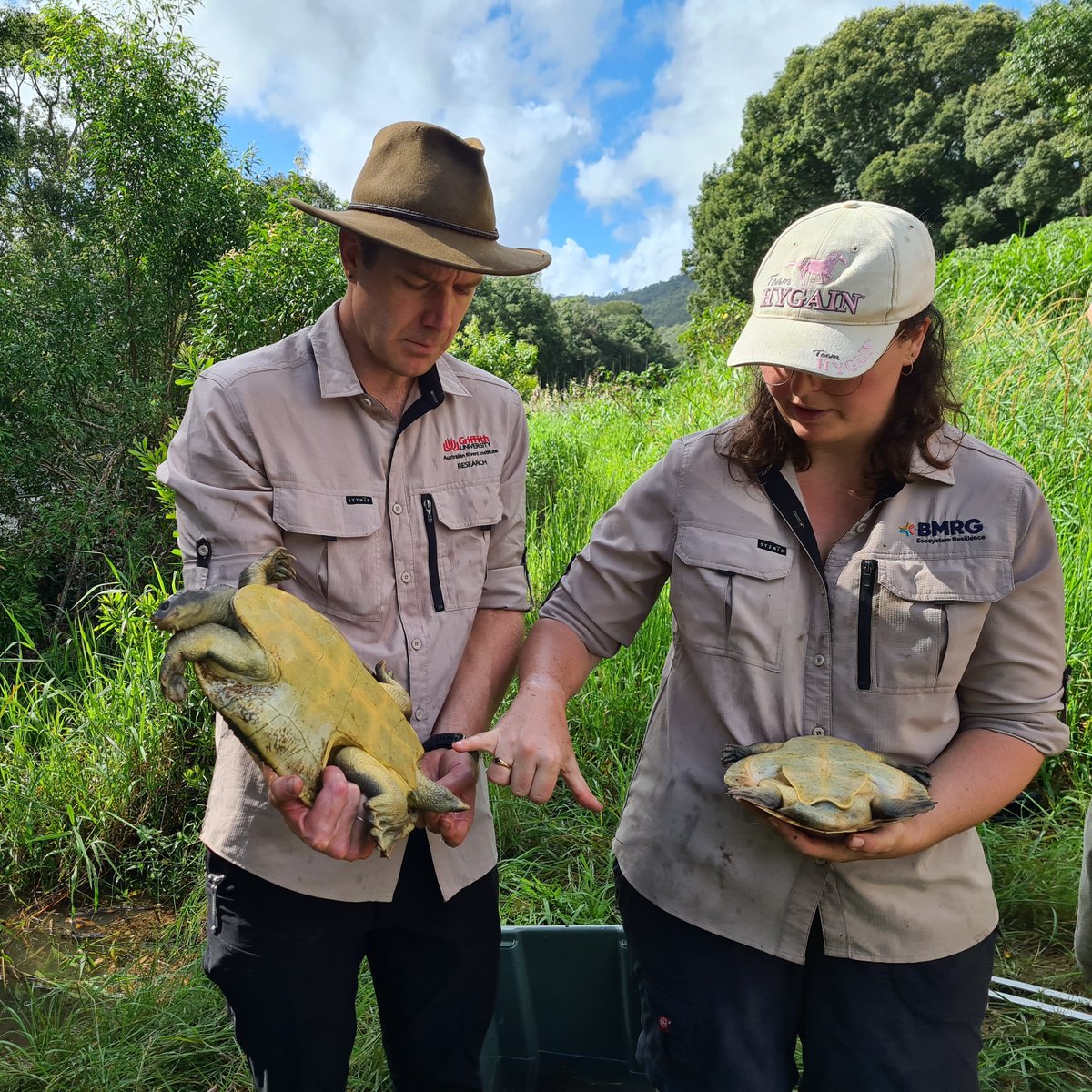 NESP Resilient Landscapes Hub tweet media