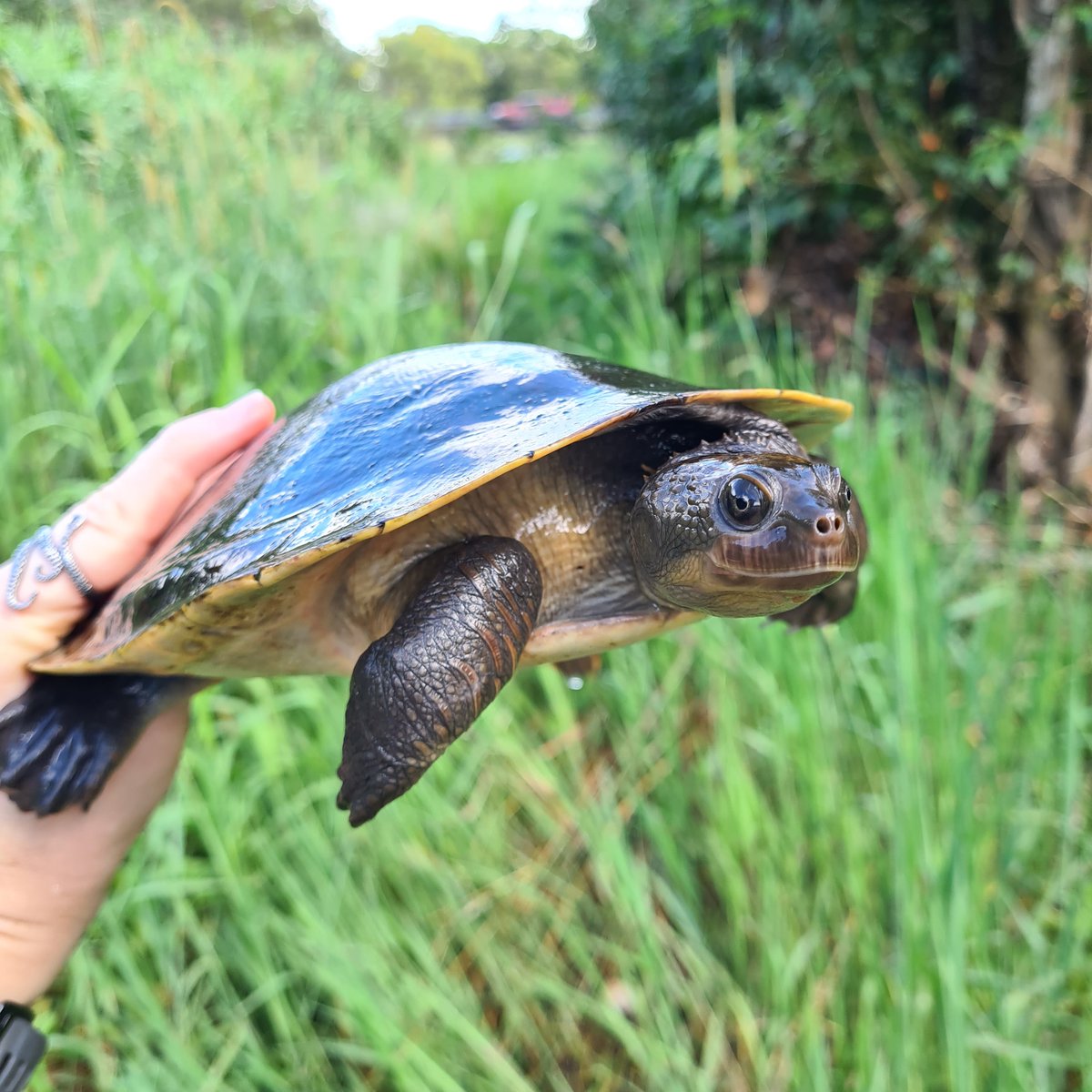 NESP Resilient Landscapes Hub tweet media