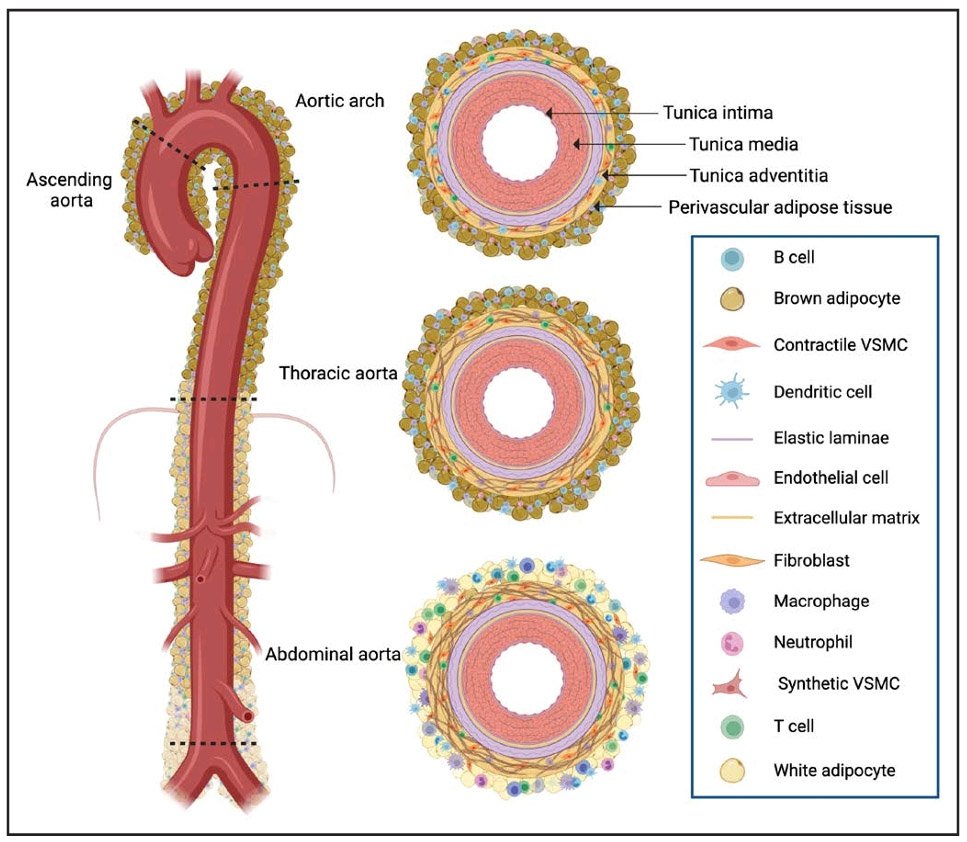 Our invited review on aortic cellular heterogeneity in health and disease is available in the latest issue of @HyperAHA!! We discuss some of the new insights gained from recent #scRNAseq studies. Click the link below to give it a read: ahajournals.org/doi/10.1161/HY…