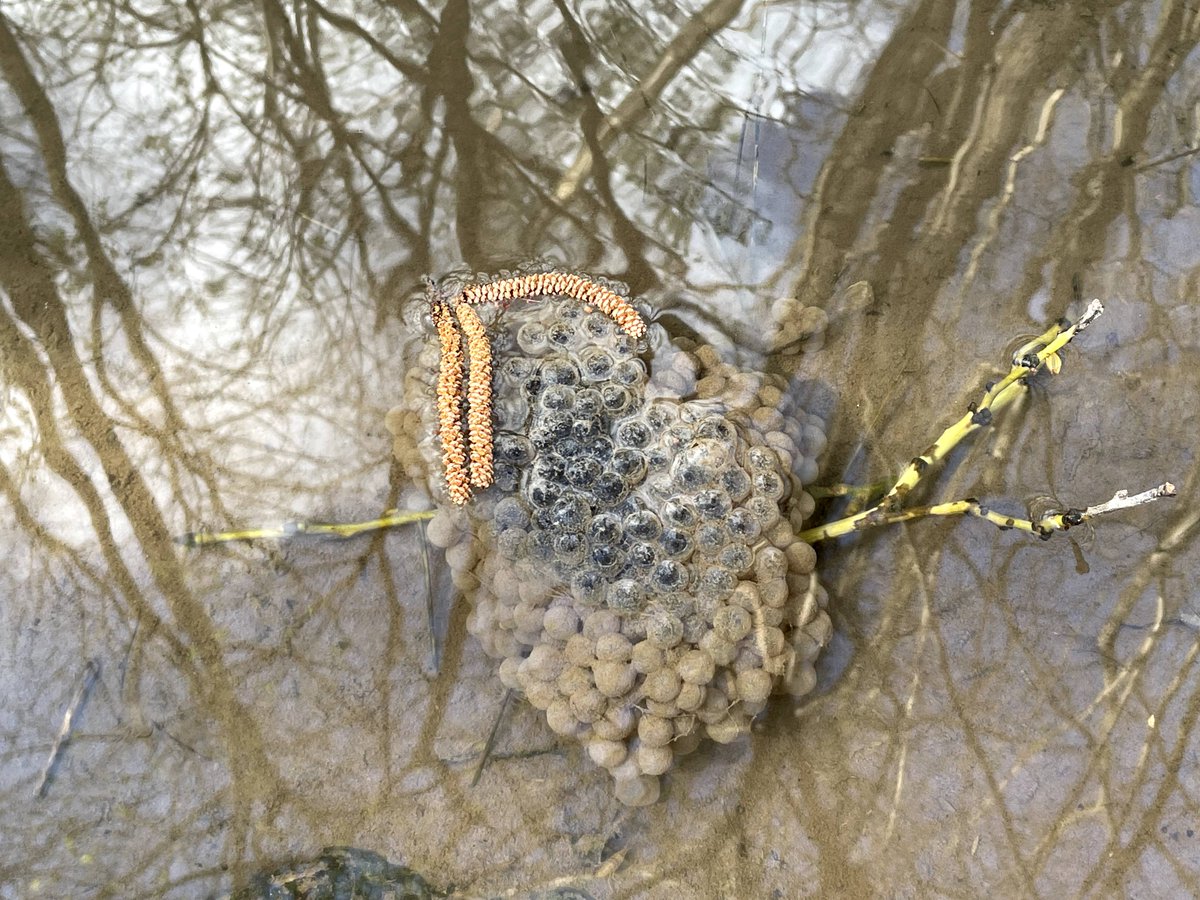 P_NatureTV's tweet image. Spring has sprung, and love is in the air! 🌸🐸 Who knew frogs were such hopeless romantics?

#FrogLove #SpringRomance #LoveIsInTheAir #SpringMating #NatureLovers