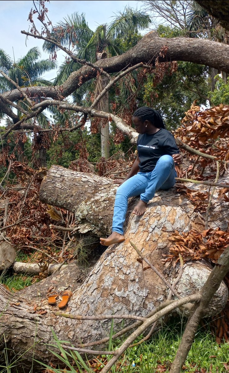 Gone but not forgotten. 

A tree can grow for 100 years and be taken down in just 5 minutes. 
 
Before you cut down a tree make sure you have planted at least 20 surviving trees.

#YouthChamps