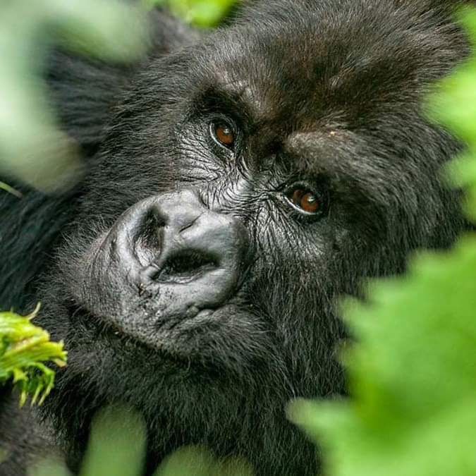 Discover the East African Country, Uganda, for its amazing sightings of the Silverback Gorillas in Bwindi.