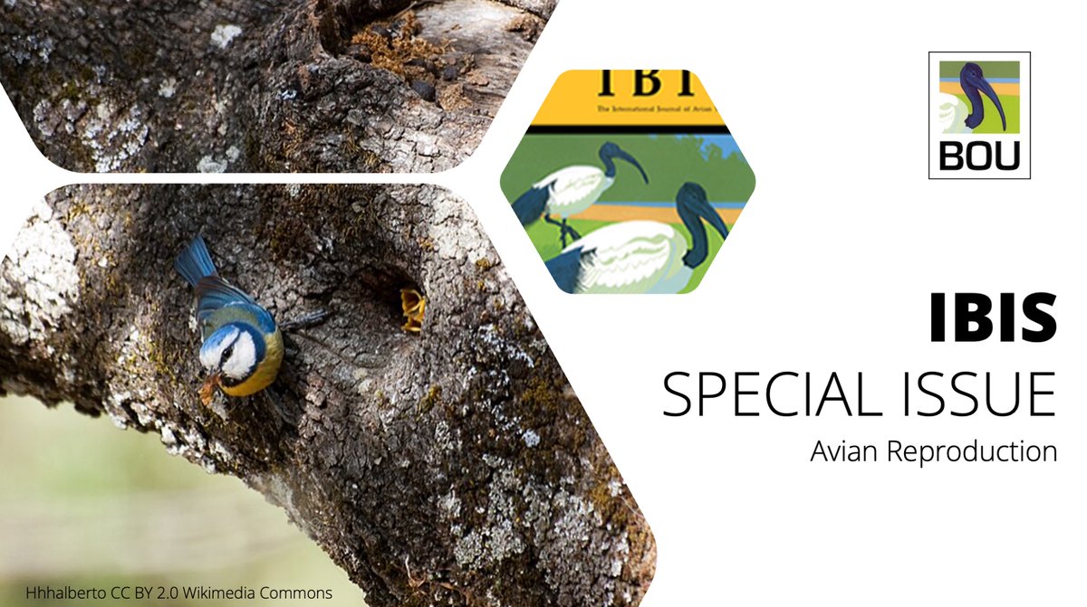 @IBIS_journal Special Issue | Avian Reproduction The phenology and clutch size of UK Blue Tits does not differ with woodland composition | onlinelibrary.wiley.com/doi/abs/10.111… @ClaireBranston Mark J Whittingham @AlbertPhillimo2 @rock_nester @SWillis_Durham | #ornithology