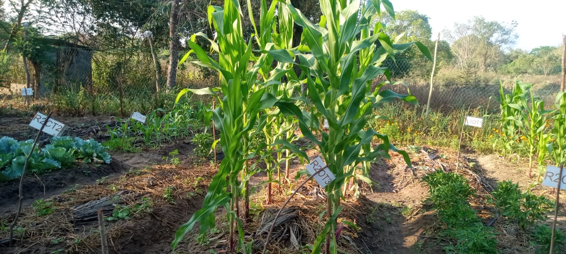 The cultivation for the second season of research on improved organic fertilizers has reached a very successful stage. Previously, it was possible to get a successful harvest by cultivating hybrid crops known to require chemical fertilizers using new improved organic fertilizers.