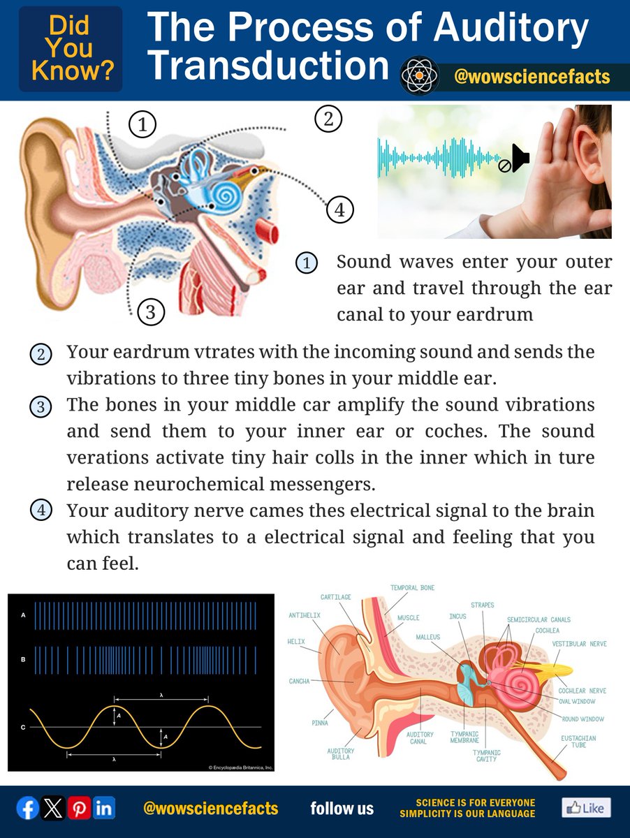 wowsciencefatcs's tweet image. The process of auditory transduction.
𝐌𝐨𝐫𝐞 𝐬𝐜𝐢𝐞𝐧𝐜𝐞 𝐚𝐫𝐭𝐢𝐜𝐥𝐞𝐬 𝐟𝐫𝐨𝐦: 👇
wowsciencefacts.com
#Auditorytransduction #Mechanoelectricaltransduction #Soundlocalization #Hearing #Sensoryperception #Neuroscience #Innerear #Cochlea #Haircells #science