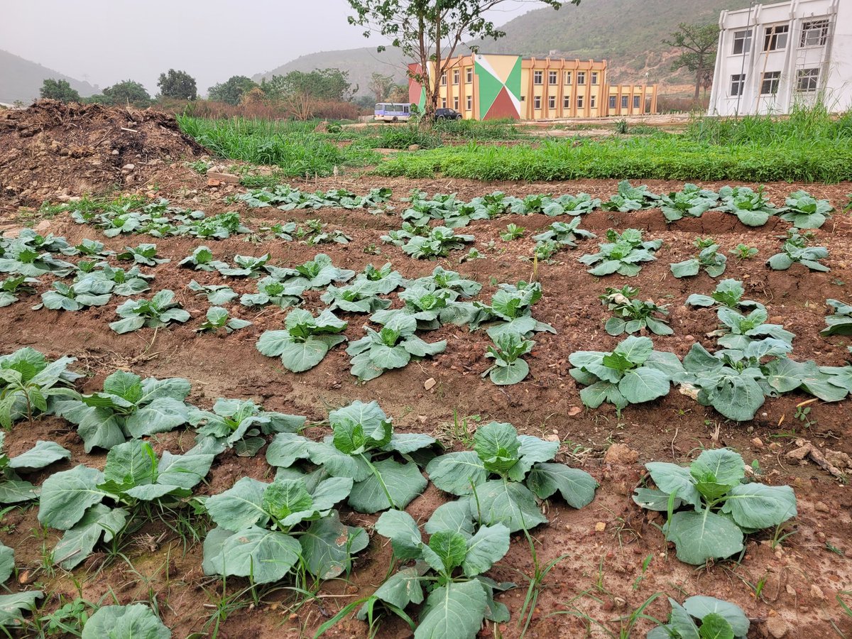 Yerimabanga's tweet image. @IsaacUcac #UCAC Tout pousse à  l'ISAAC, la terre est généreuse et donne satisfaction quand elle se sent aimée et entretenue. Même l'expérimentation de la culture de pomme terre à Bangui est prometteuse. La suite est pleine d'espoir.