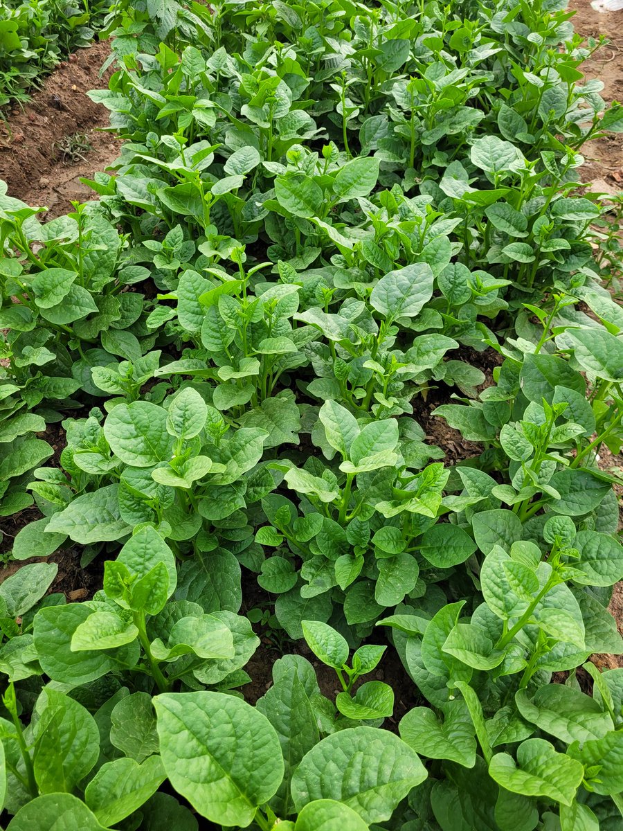 Yerimabanga's tweet image. @IsaacUcac #UCAC Tout pousse à  l'ISAAC, la terre est généreuse et donne satisfaction quand elle se sent aimée et entretenue. Même l'expérimentation de la culture de pomme terre à Bangui est prometteuse. La suite est pleine d'espoir.