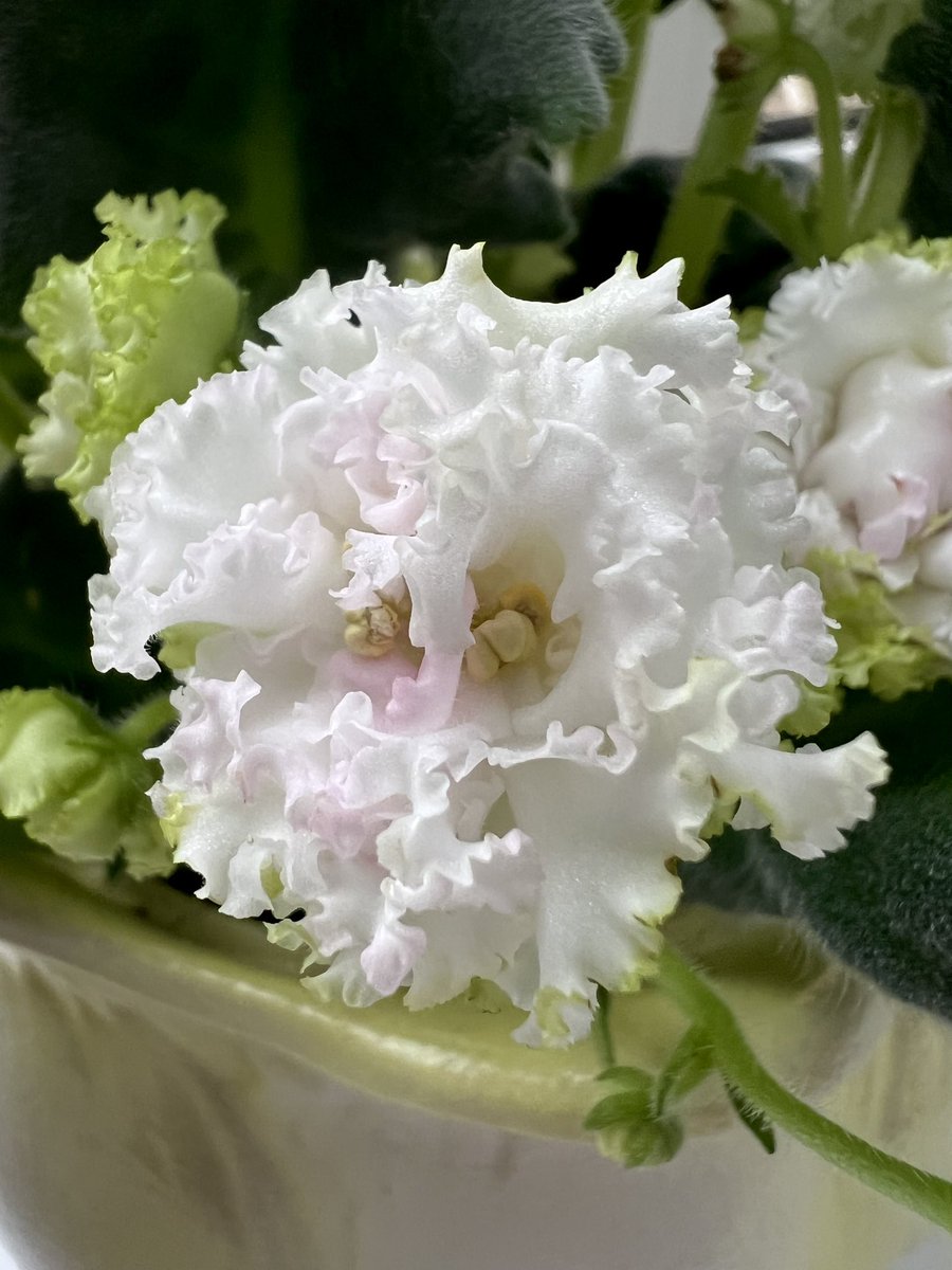 knitnitka's tweet image. Весна на подоконнике опережает весну за окном. Расцвела кружевная фиалка

#houseplants #домашниерастения