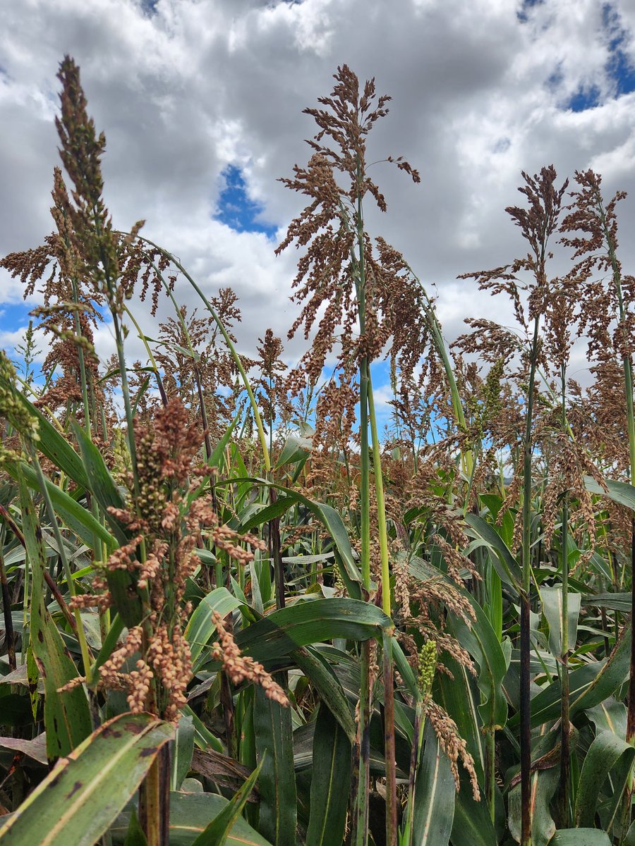 Very pleased to host @CoEPlantSuccess scientists at Hermitage this week to discuss genomics and genetics resources for adaptation trait dissection in sorghum together with @SorgGuy. The field visit was a particular highlight, with so much phenotypic variation on show.