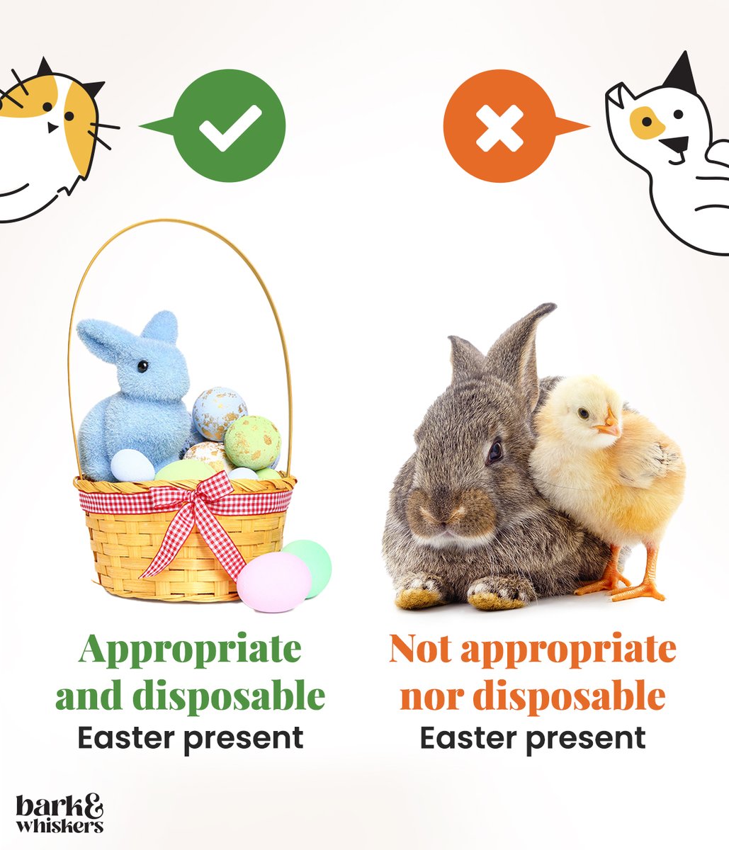 bark_whiskers's tweet photo. As Easter approaches🥚, remember that animals are not cute presents. They are lifelong commitments that require careful planning and research. 🐇🐥
#Easter #ResponsiblePetOwnership #EasterTradition #LifelongCommitment #barkandwhiskers https://t.co/a0rVqa5Ort