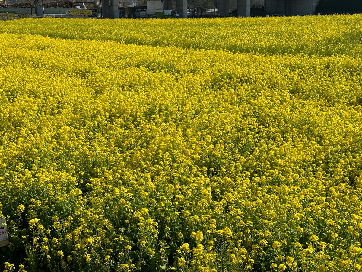 しば(´・ω・`) tweet media