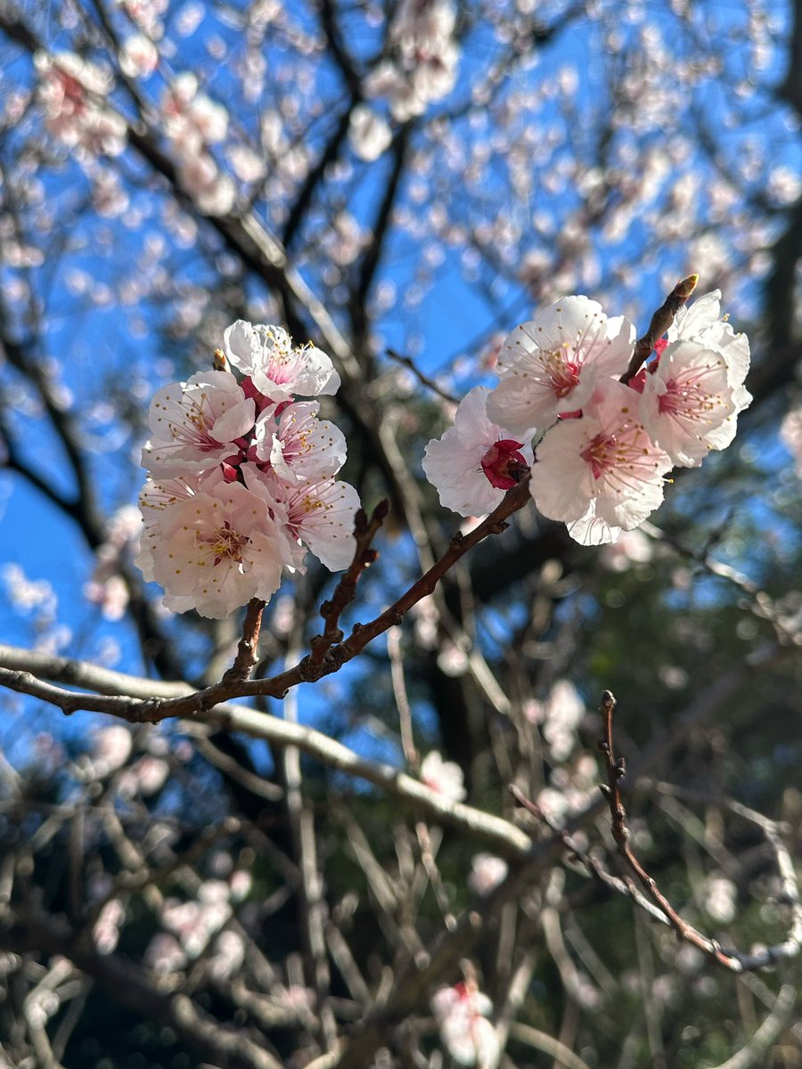 GeistVerliebt86's tweet photo. 新御茶ノ水の桜...✾✿❀ https://t.co/2uDwJPpN69