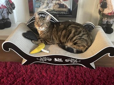 3fatcatsuk's tweet image. Revamp your space with the perfect blend of sophistication and fun! 😻 Our black and white chaise with scratch curves will keep your kitties entertained for hours. Get yours today and add a touch of luxury to your home! 🏡 wix.to/zeRsFAA #ChaiseLounge #HomeEntertainment