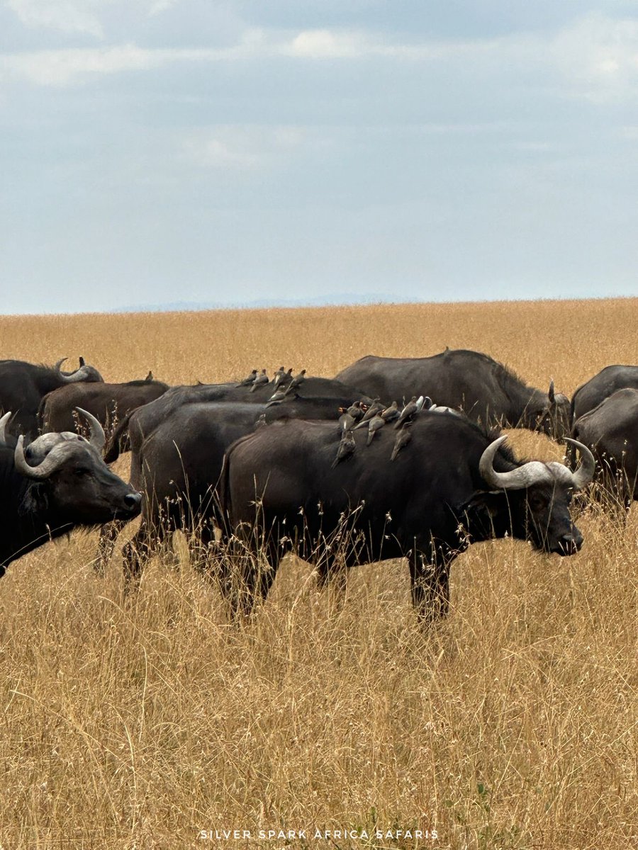 Buffalos' unwavering resilience in the face of challenges makes them a potent representation of endurance and  determination in most of our lives. 
📸: Buffaloes 
#Kenya #gamedrive #MaasaiMara #wildebeestmigration  #travelguides #SilverSparkAfrica  #instatravel #travelgram