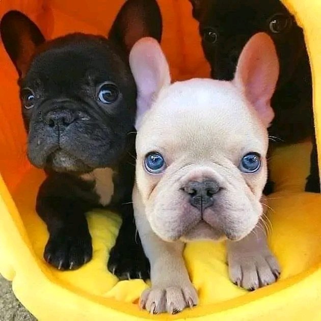 cuteness overloaded 🥰 #frenchielover #frenchies