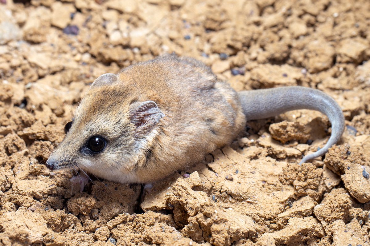 A gorgeous little fat-tailed dunnart from the Moon Plain near Coober Pedy. Despite looking about as barren as possible, there is still an amazingly diverse assemblage of animals out there!