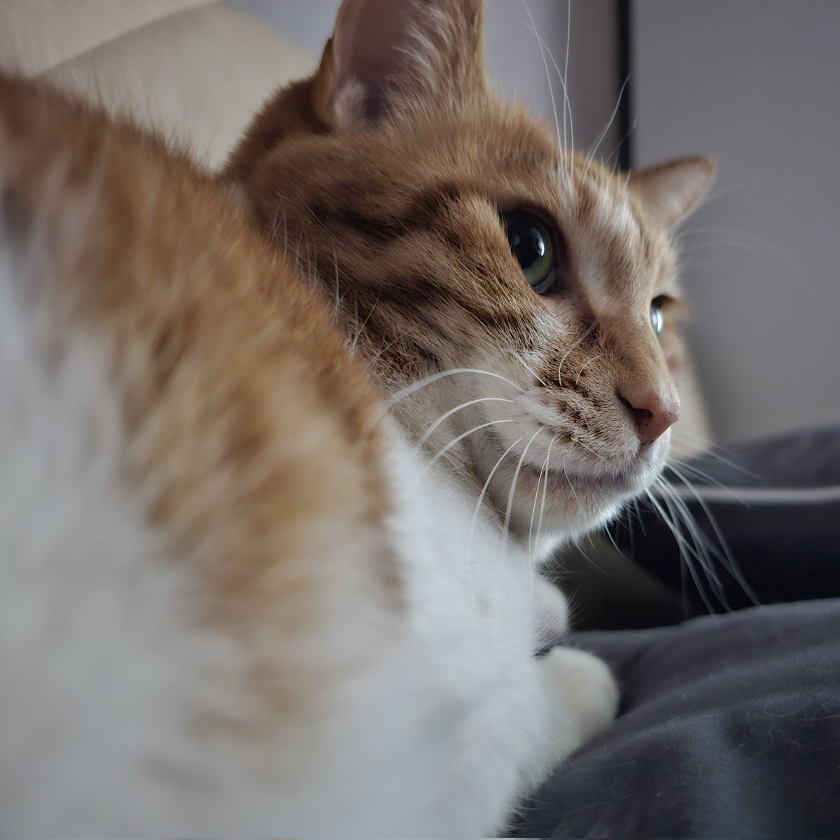 머리 위에서 자는 고양이의 심리가 궁금하다
본묘도 불편하면서 어째서