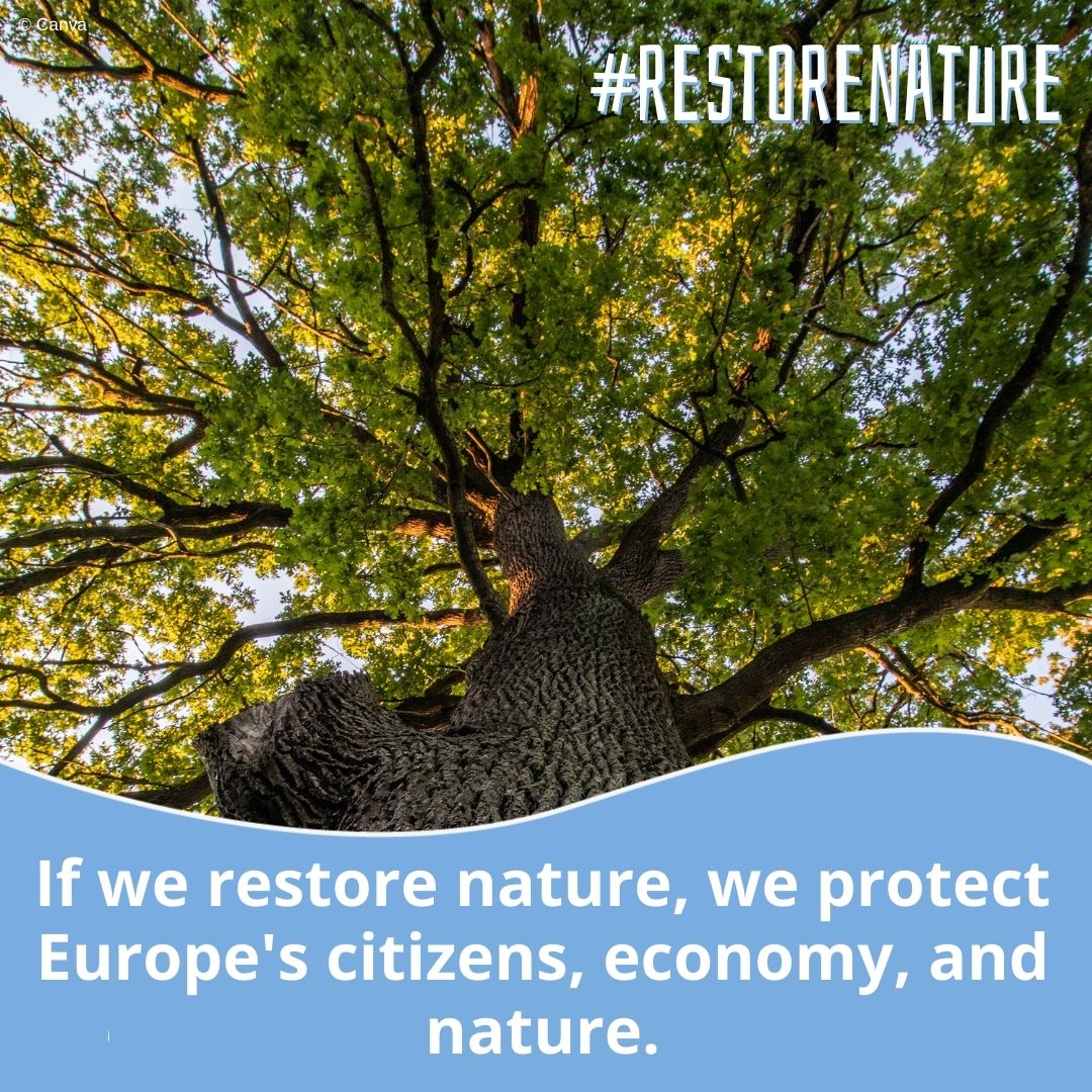 Dear friends, we - citizens of the European Union - stand together. We are waiting for Nature Restoration Law! Poland, vote YES! 💥💚💥 @PremierRP @donaldtusk @Platforma_org