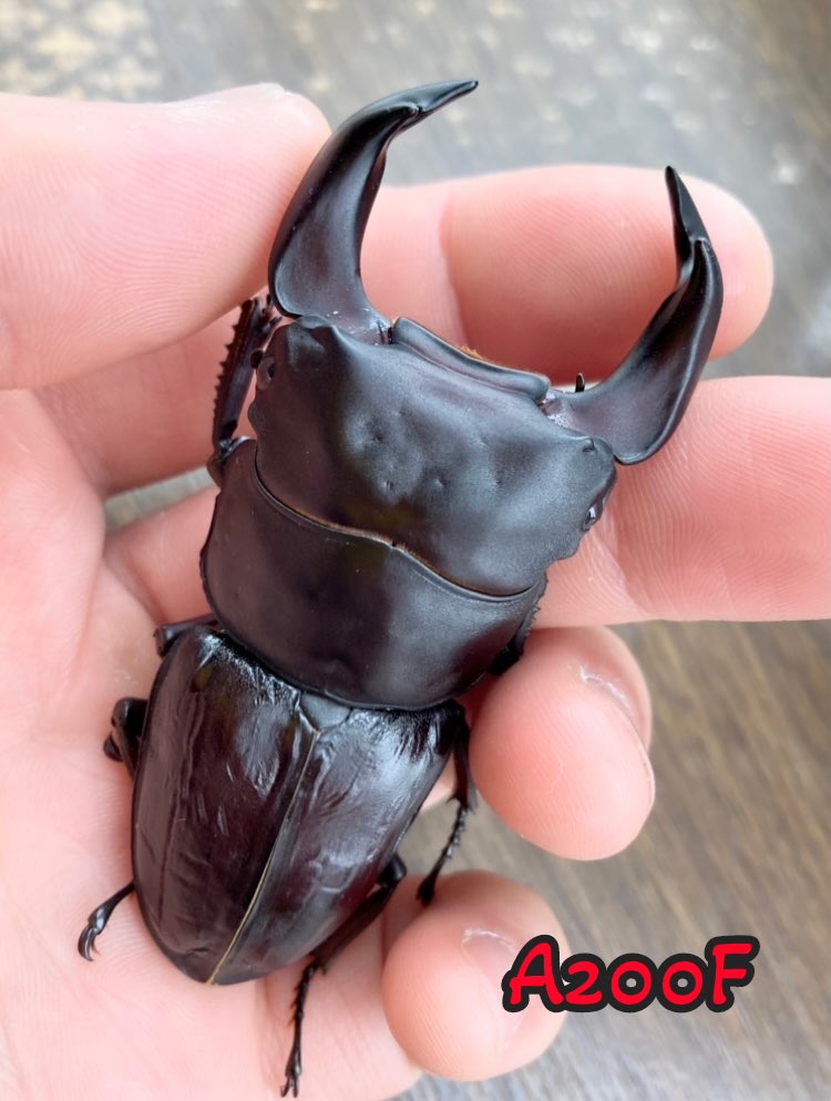 久々の更新(^^;;
(PCビューでの閲覧がオススメです)
hopei117.blog.fc2.com/blog-entry-115…